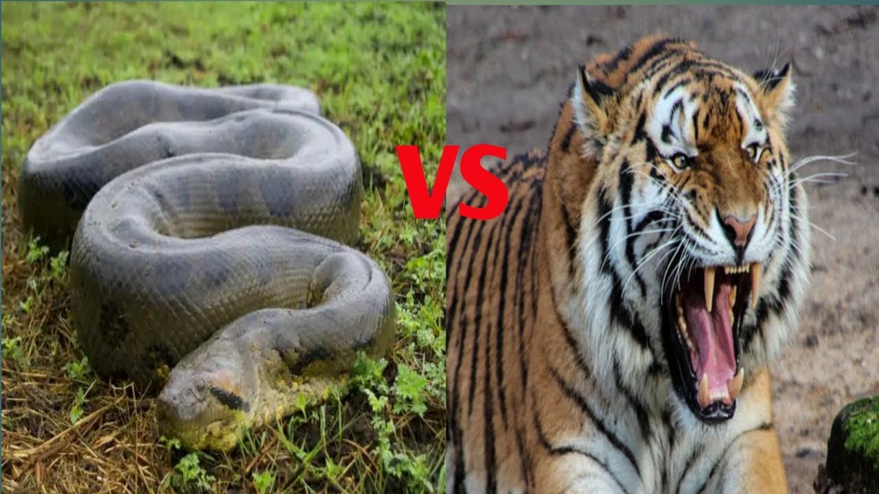 Anaconda Vs Harimau - KibrisPDR