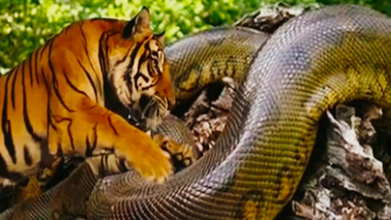 Detail Anaconda Vs Harimau Nomer 2