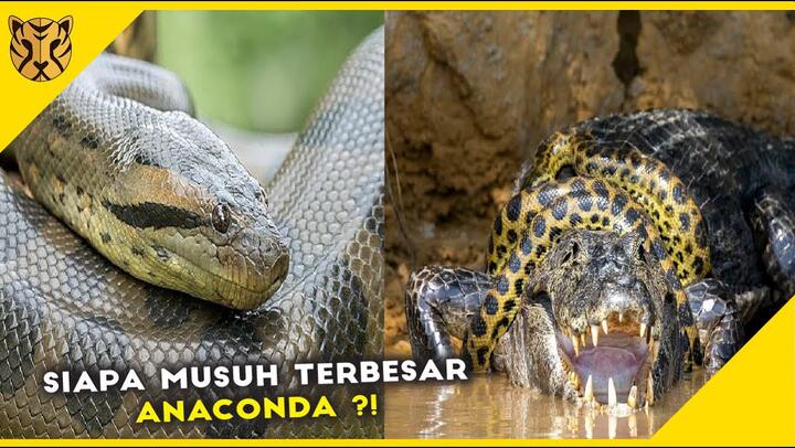 Detail Anaconda Vs Harimau Nomer 22