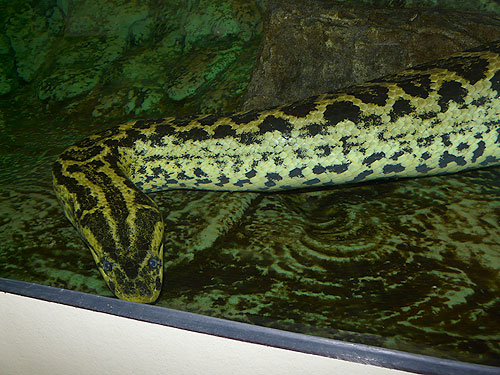 Detail Anaconda Vs Harimau Nomer 52