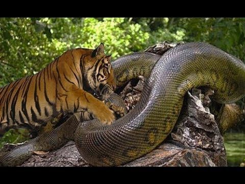 Detail Anaconda Vs Harimau Nomer 7