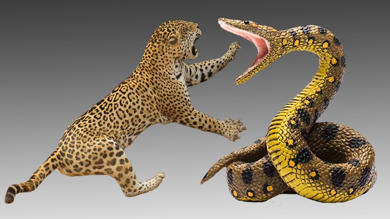 Detail Anaconda Vs Harimau Nomer 9