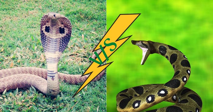 Anaconda Vs King Cobra - KibrisPDR