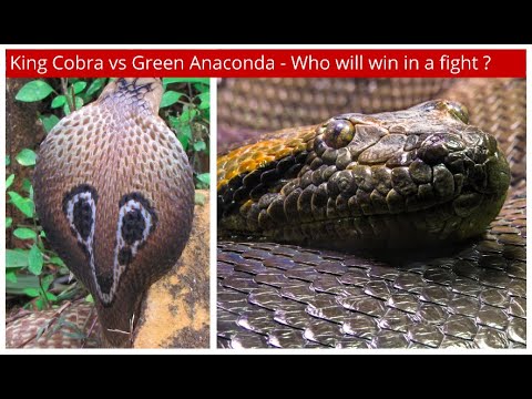 Detail Anaconda Vs King Cobra Nomer 2