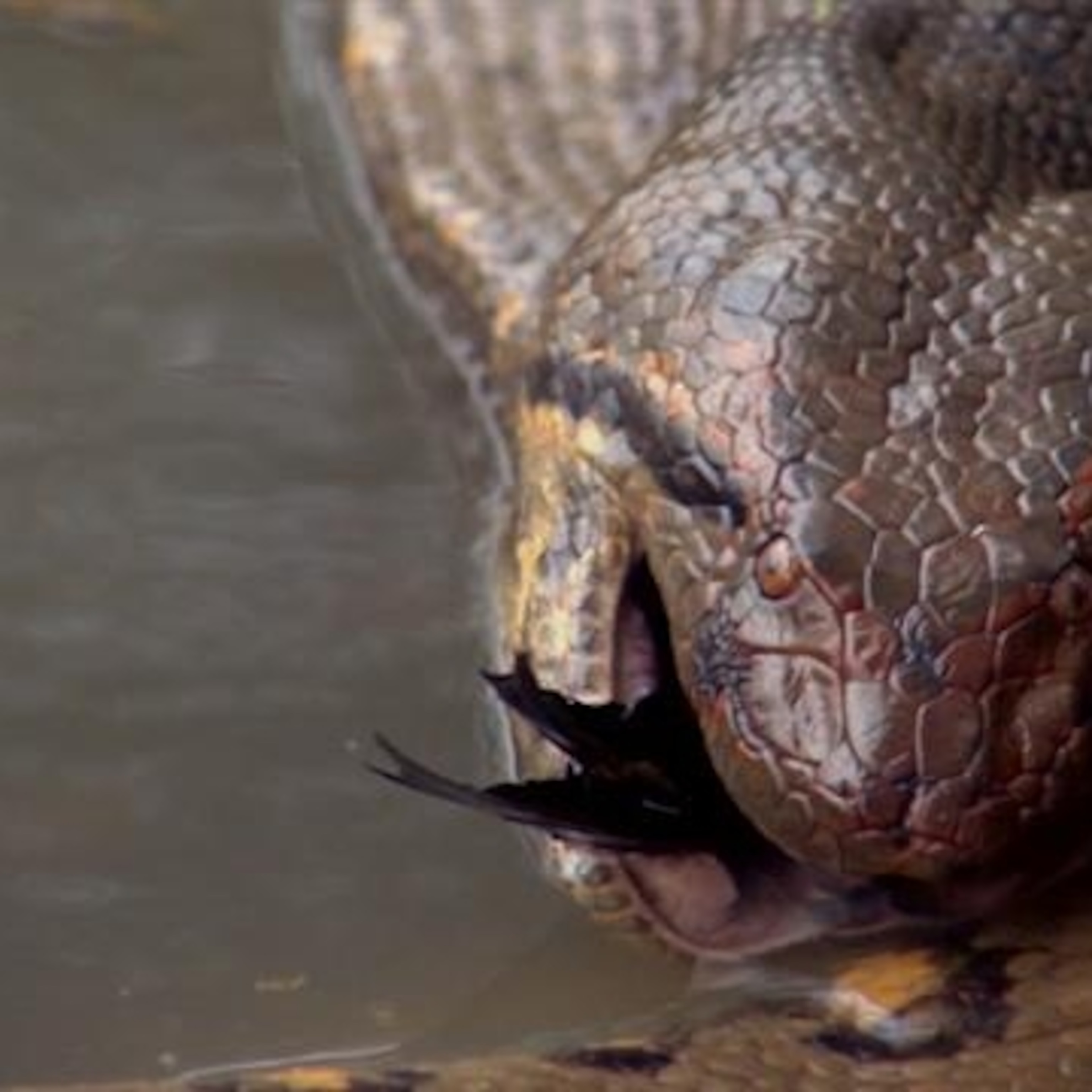 Detail Anaconda Vs King Cobra Koleksi Nomer 30 10-biggest-snakes-ever-discovered-youtube