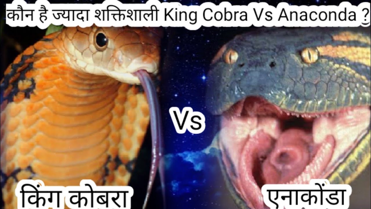 Detail Anaconda Vs King Cobra Nomer 6