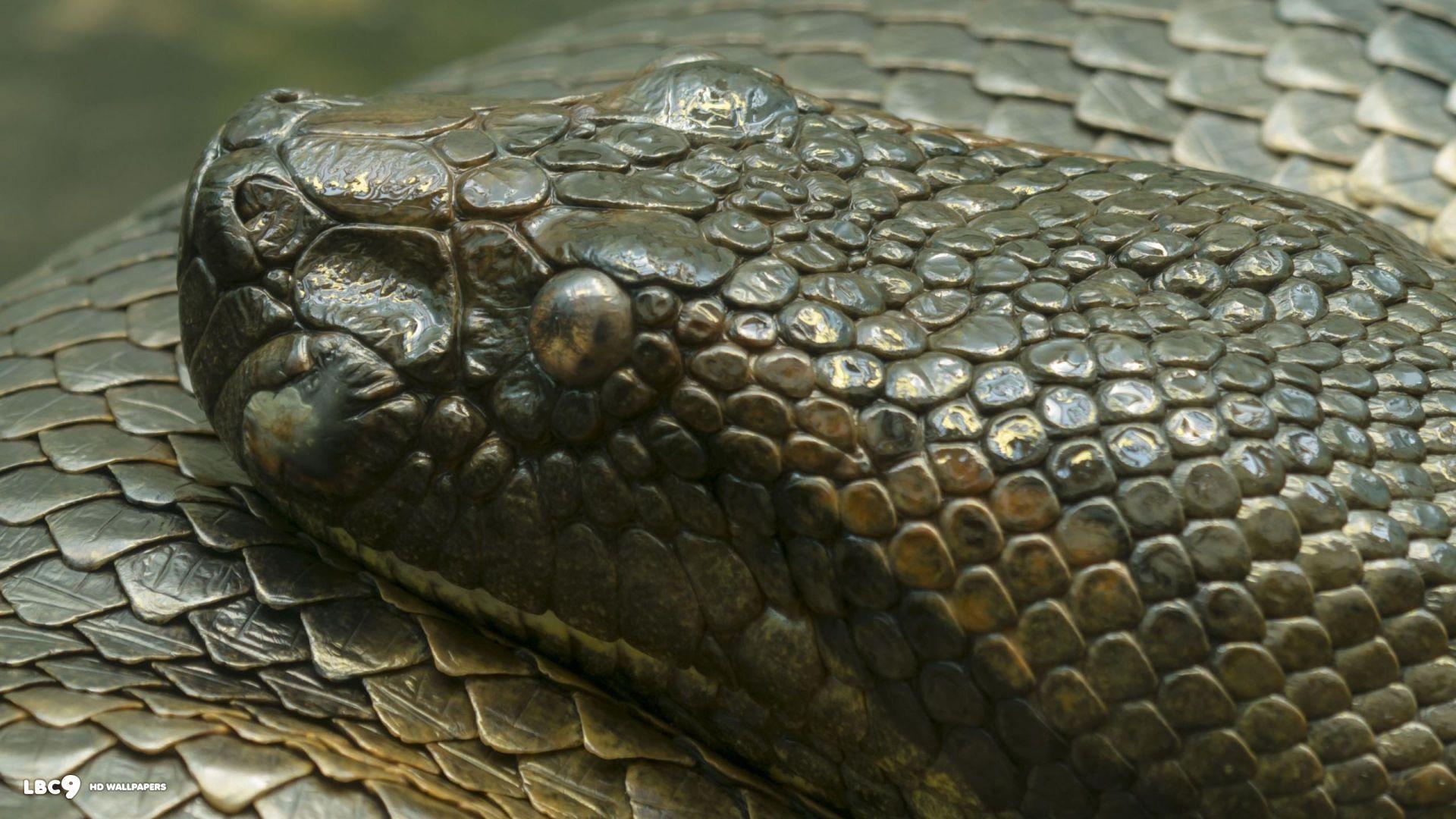 Detail Anaconda Wallpapers Nomer 13