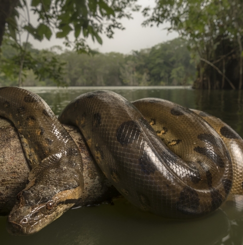 Detail Anaconda Wallpapers Nomer 46