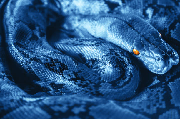 Detail Anaconda Wallpapers Nomer 54