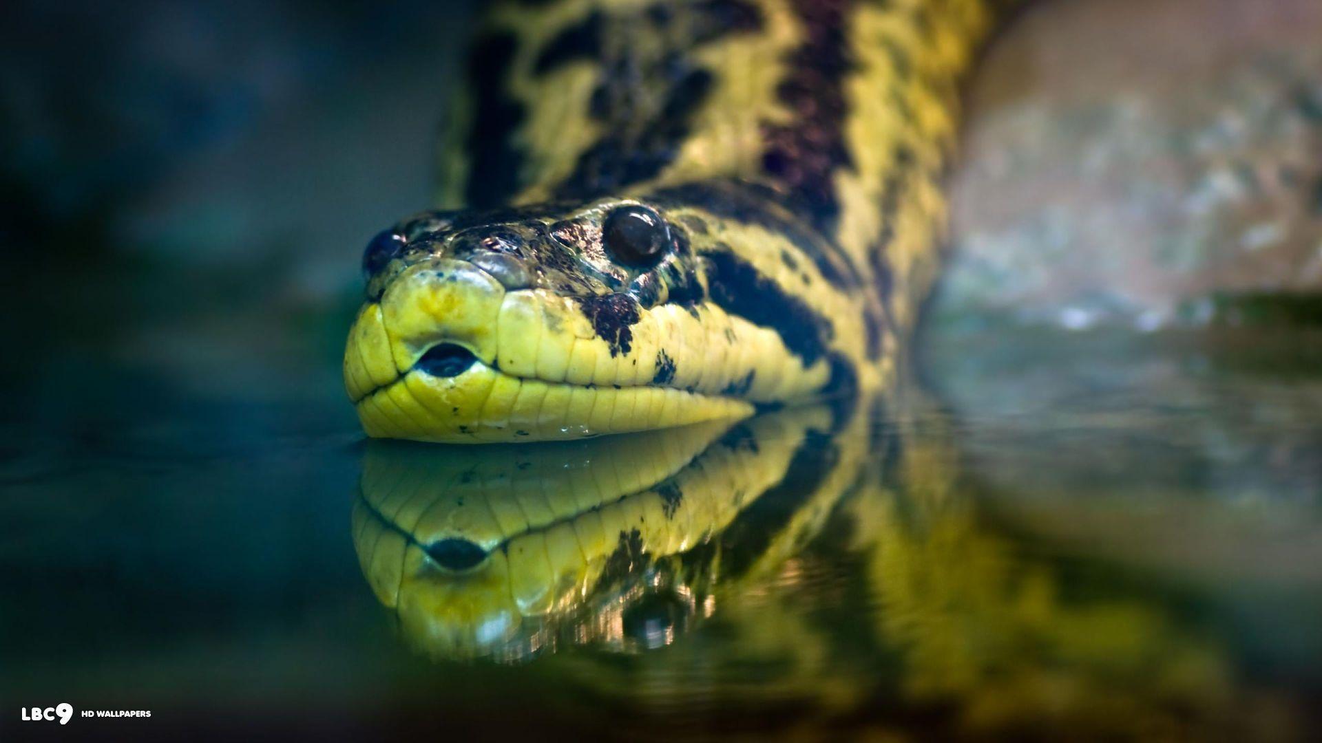 Detail Anaconda Wallpapers Nomer 9