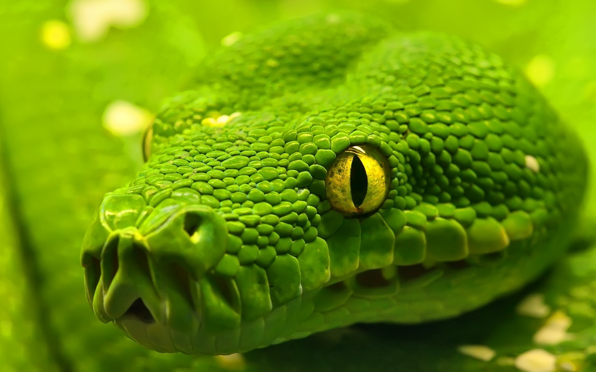 Detail Anacondas Wallpapers Nomer 24