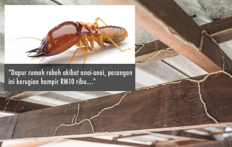 Detail Anai Anai Di Rumah Batu Nomer 11