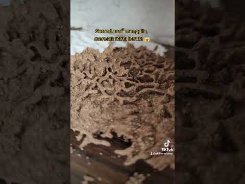 Detail Anai Anai Di Rumah Batu Nomer 34