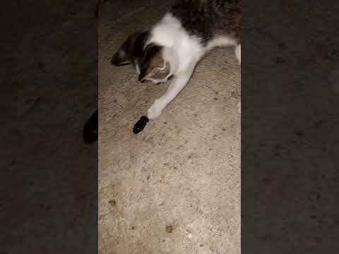 Detail Anak Anak Main Kucing Nomer 50
