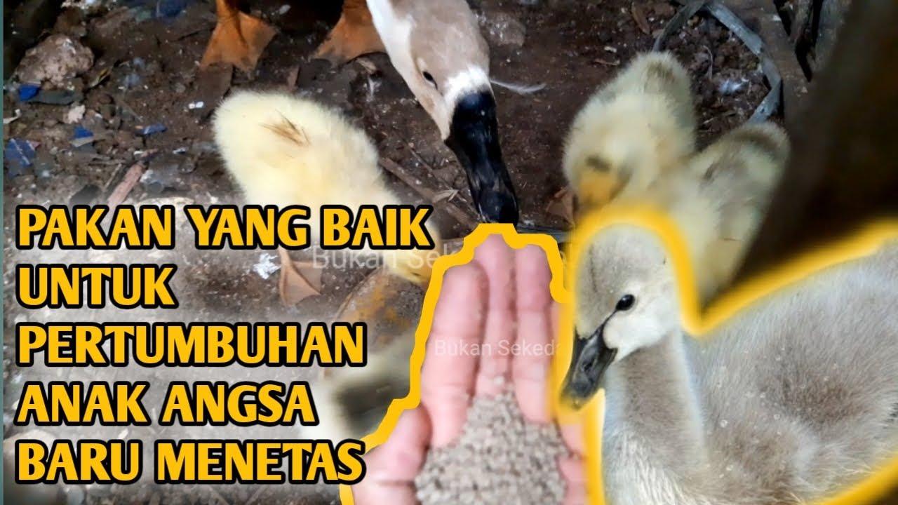 Detail Anak Angsa Umur 1 Bulan Nomer 31