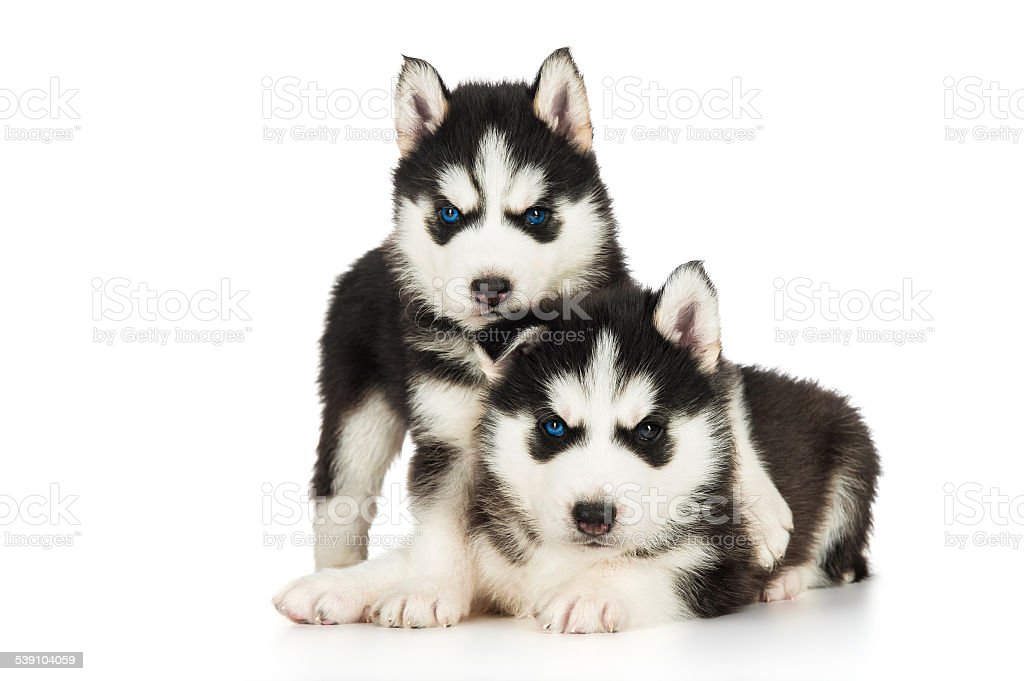 Anak Anjing Husky Lucu - KibrisPDR