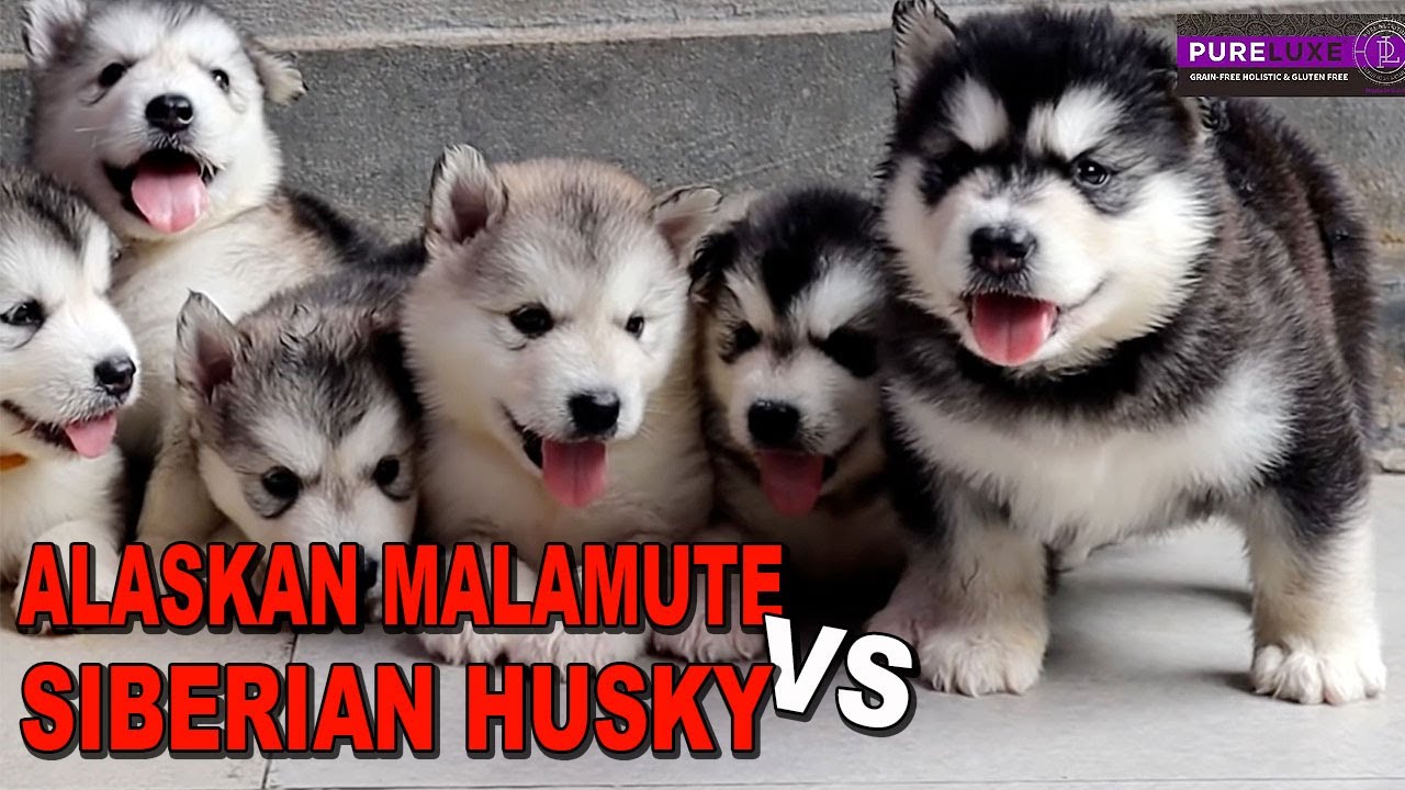 Detail Anak Anjing Husky Lucu Nomer 14