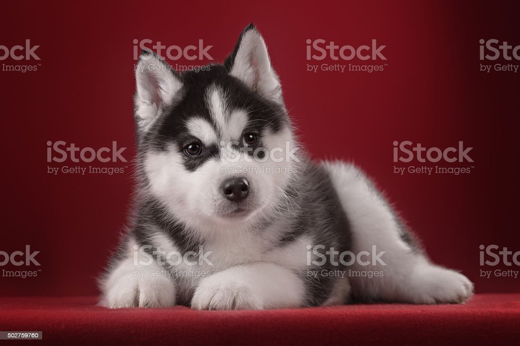 Detail Anak Anjing Husky Lucu Nomer 19