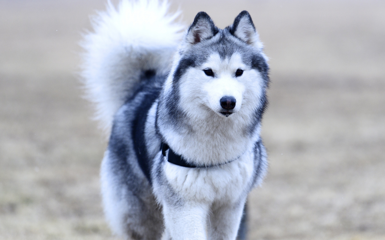 Detail Anak Anjing Husky Lucu Nomer 24