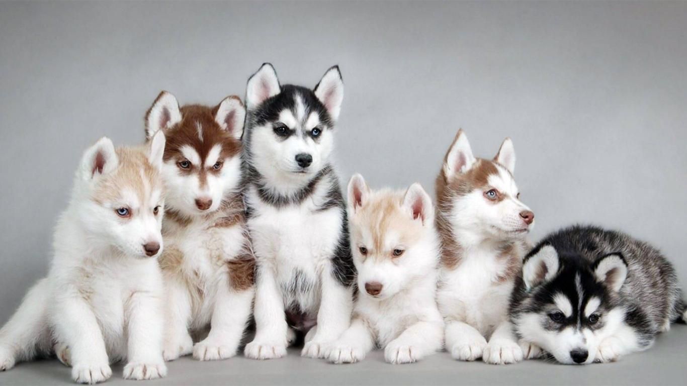 Detail Anak Anjing Husky Lucu Nomer 30