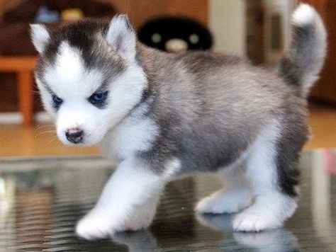 Detail Anak Anjing Husky Lucu Nomer 46