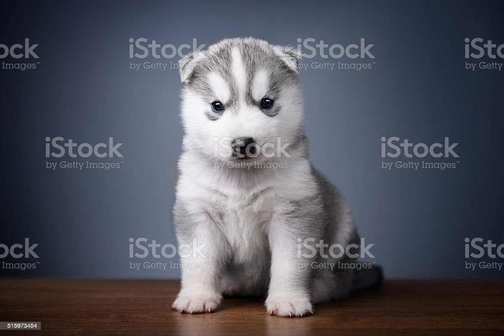 Detail Anak Anjing Husky Lucu Nomer 50