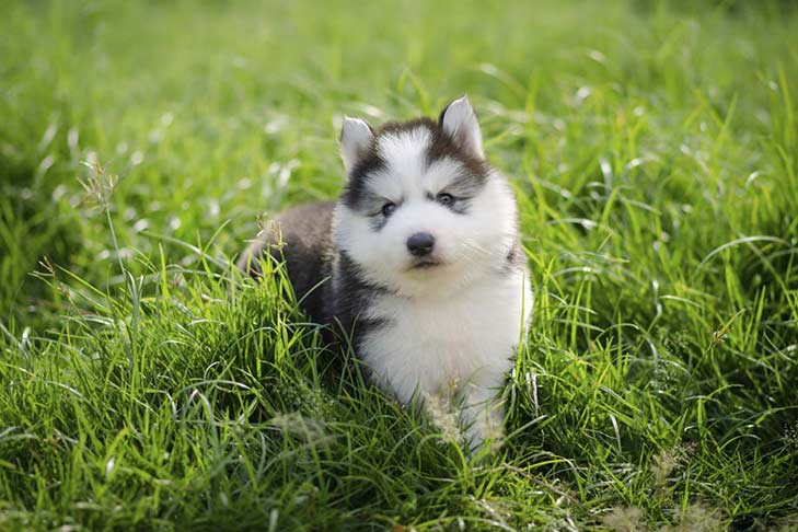 Anak Anjing Siberian Husky - KibrisPDR