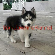 Detail Anak Anjing Siberian Husky Nomer 13