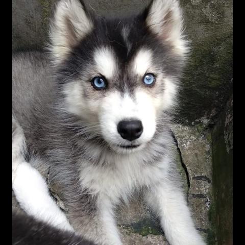 Detail Anak Anjing Siberian Husky Nomer 15