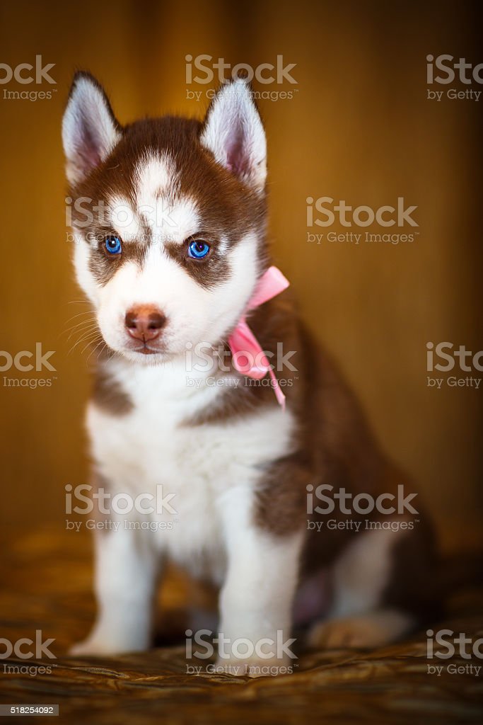 Detail Anak Anjing Siberian Husky Nomer 17