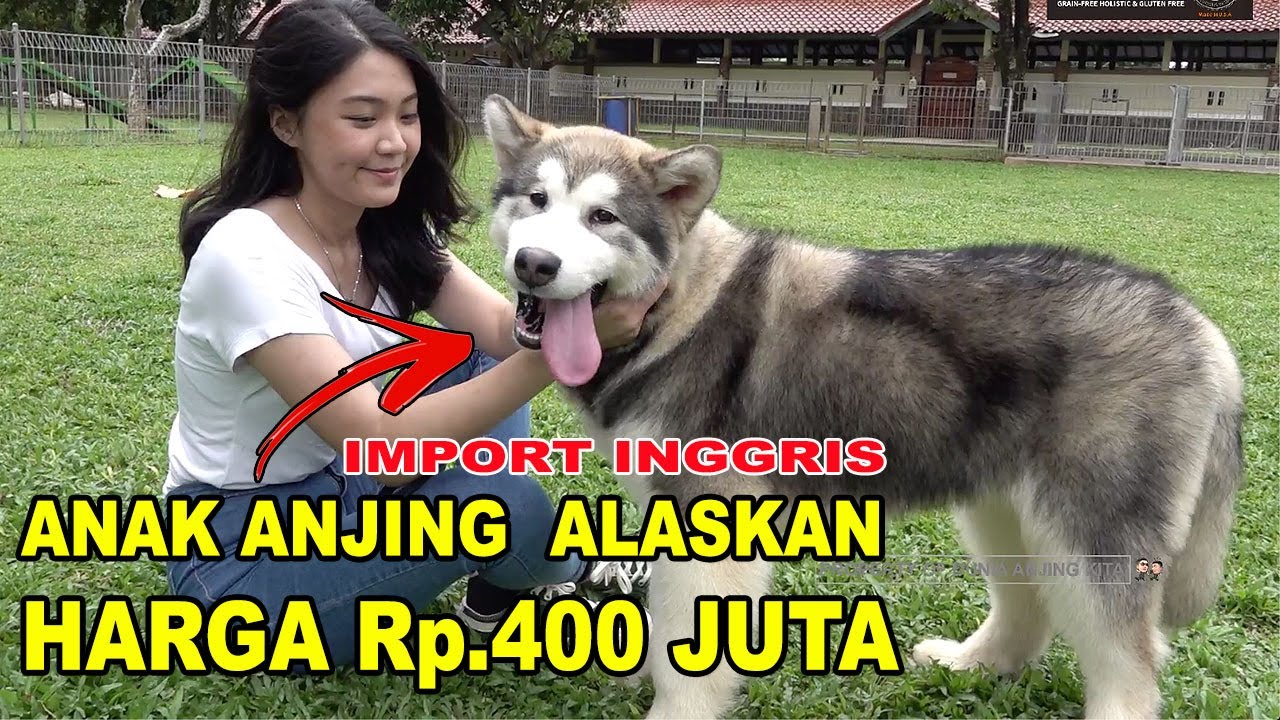 Detail Anak Anjing Siberian Husky Nomer 19