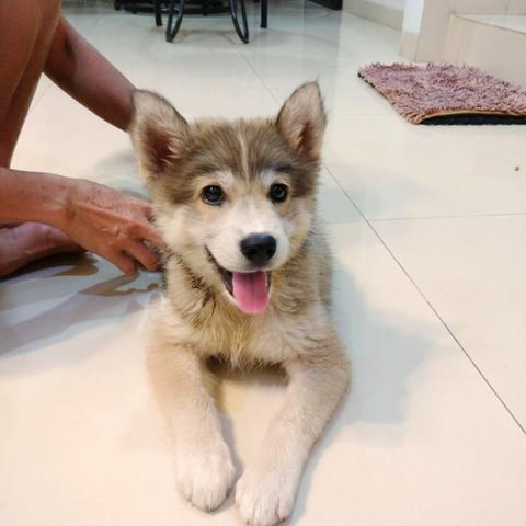 Detail Anak Anjing Siberian Husky Nomer 22