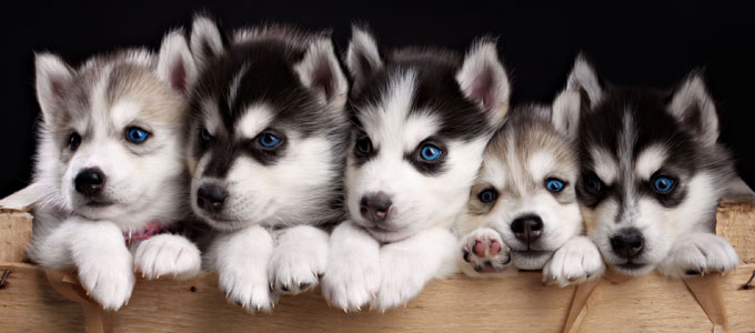 Detail Anak Anjing Siberian Husky Nomer 24