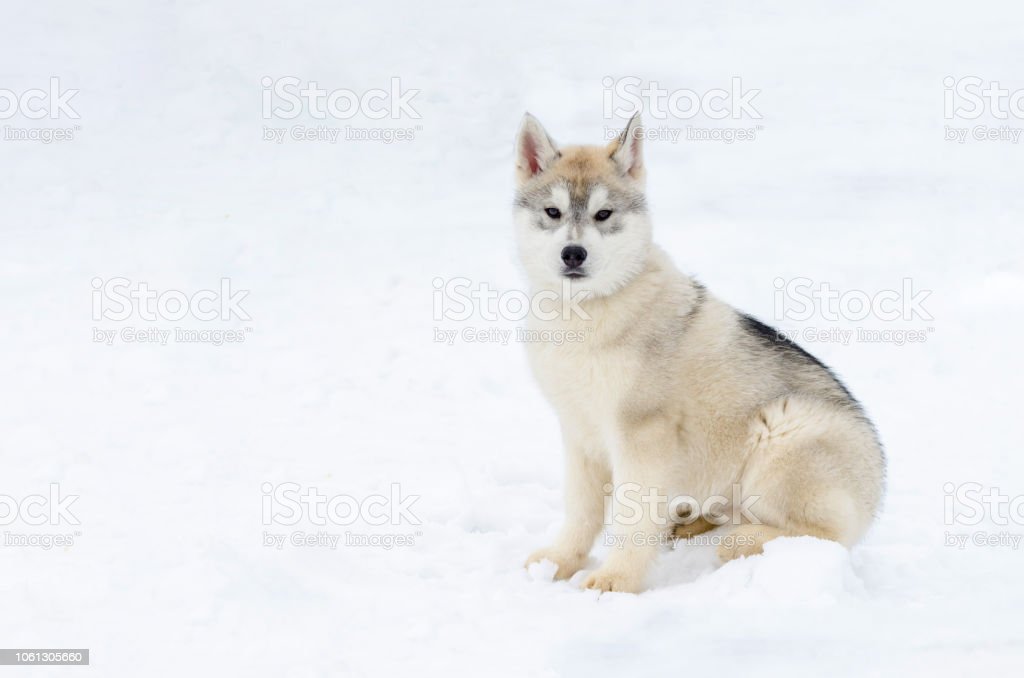 Detail Anak Anjing Siberian Husky Nomer 25