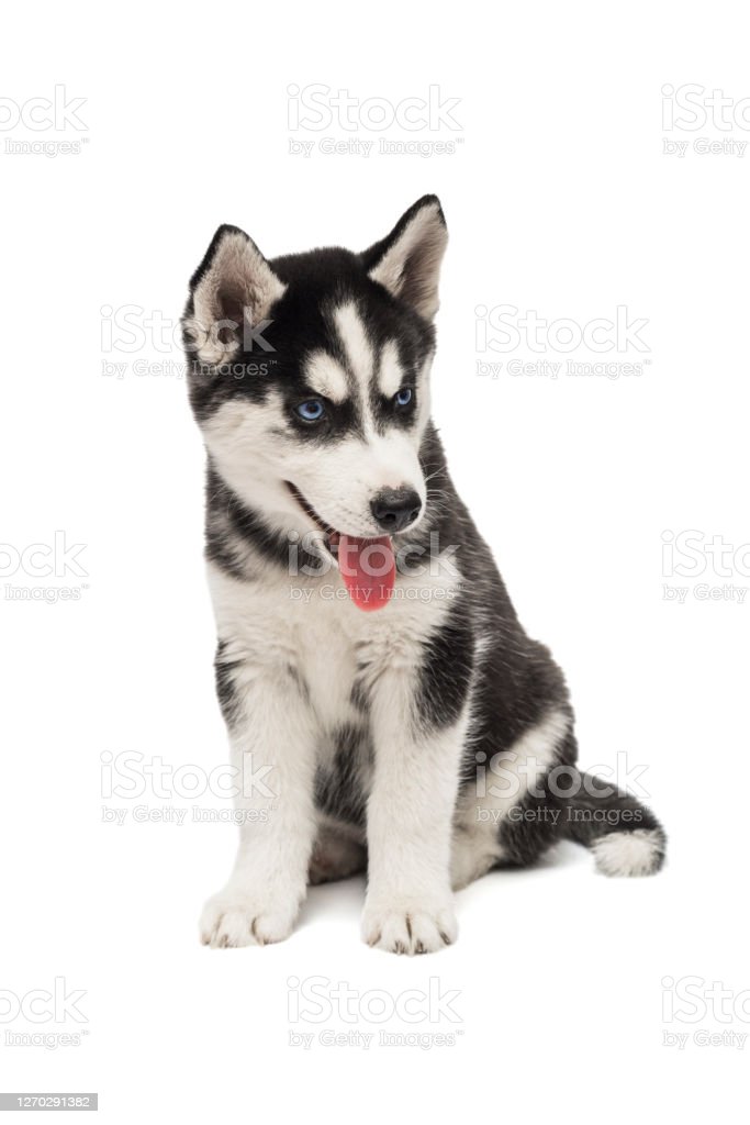 Detail Anak Anjing Siberian Husky Nomer 26