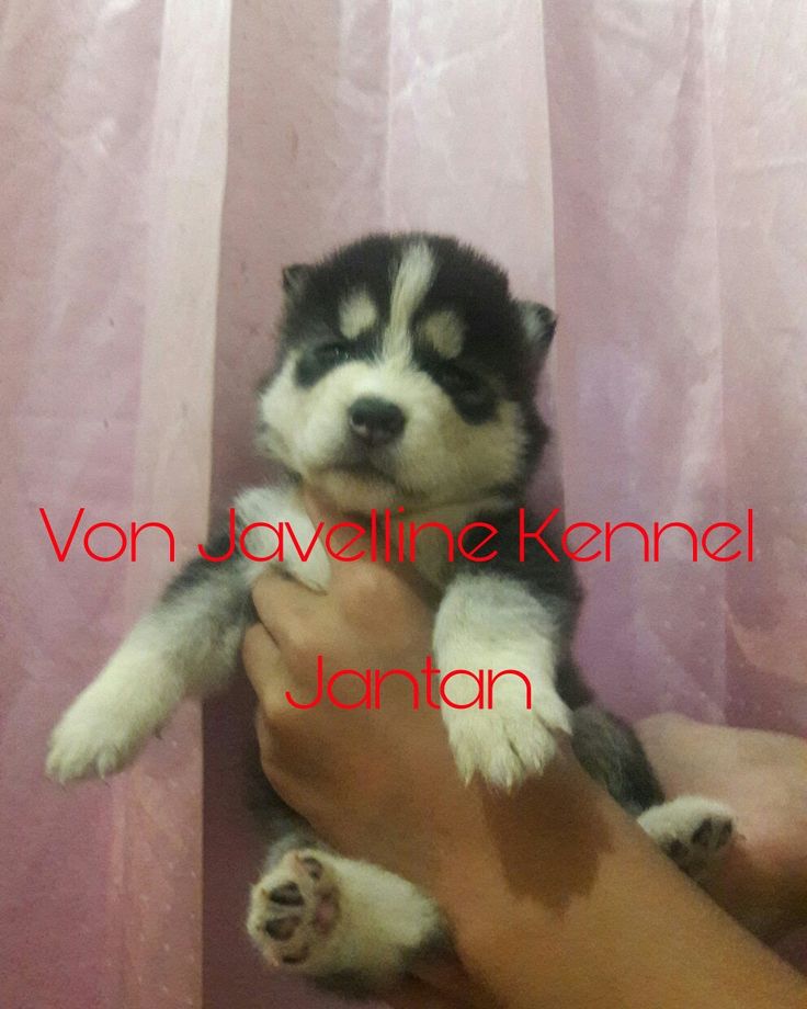 Detail Anak Anjing Siberian Husky Nomer 27