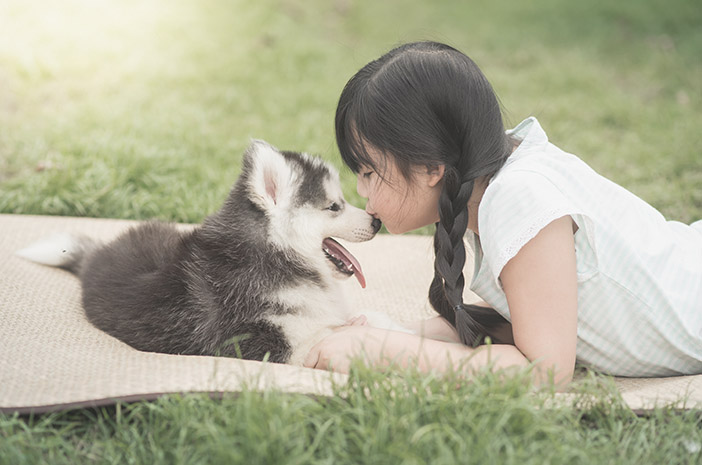 Detail Anak Anjing Siberian Husky Nomer 29