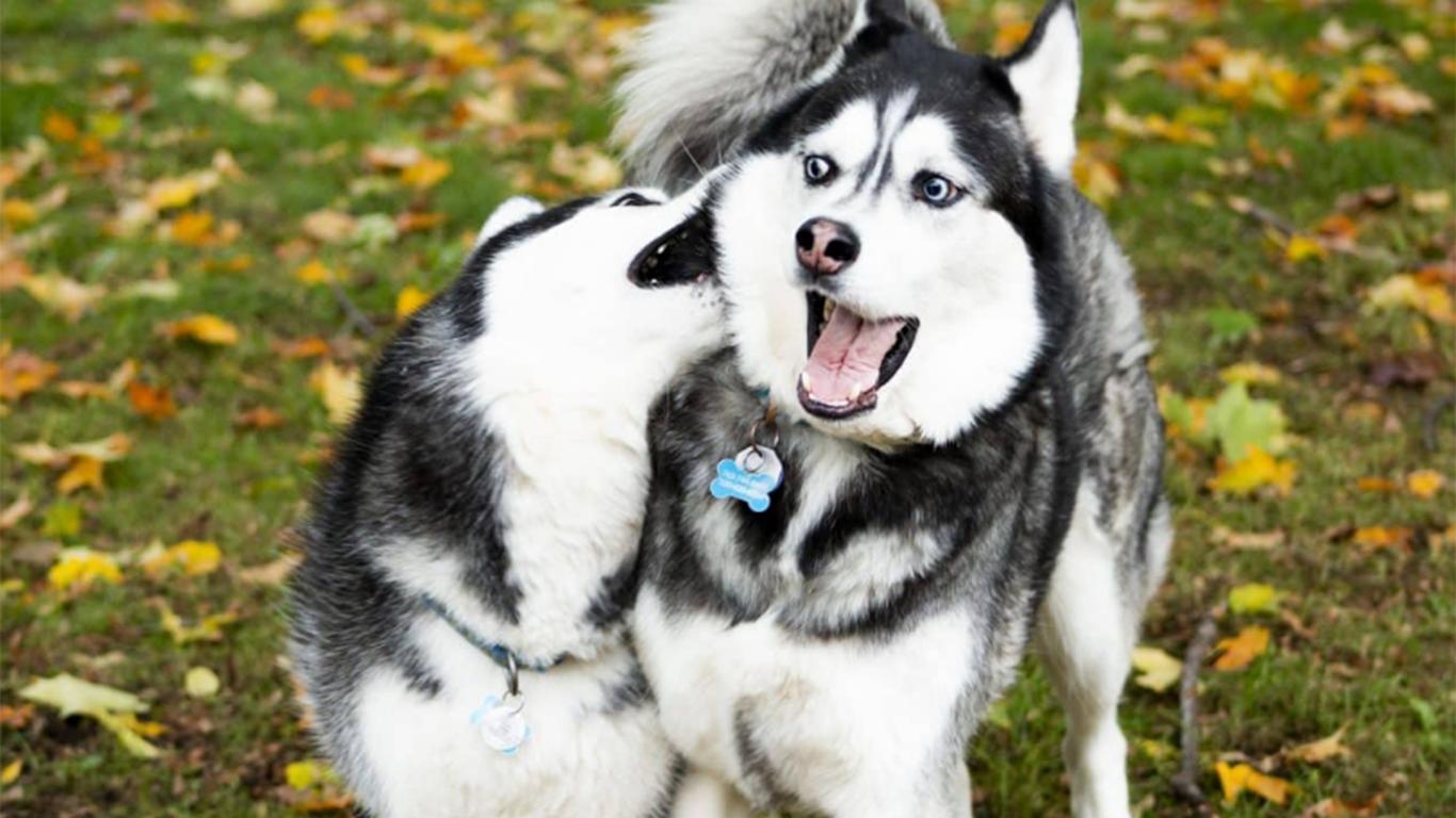 Detail Anak Anjing Siberian Husky Nomer 30