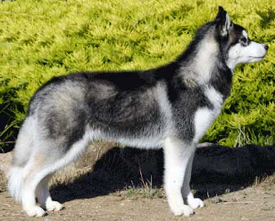 Detail Anak Anjing Siberian Husky Nomer 31