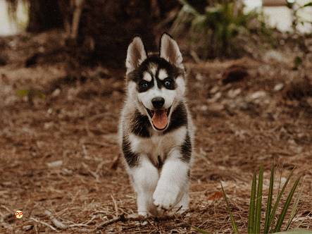 Detail Anak Anjing Siberian Husky Nomer 32