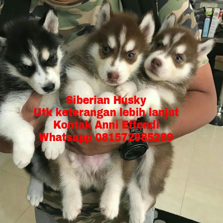 Detail Anak Anjing Siberian Husky Nomer 35