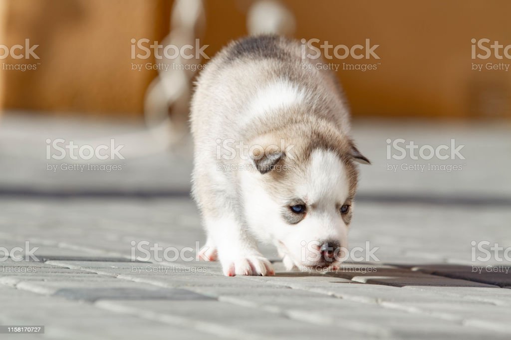 Detail Anak Anjing Siberian Husky Nomer 38