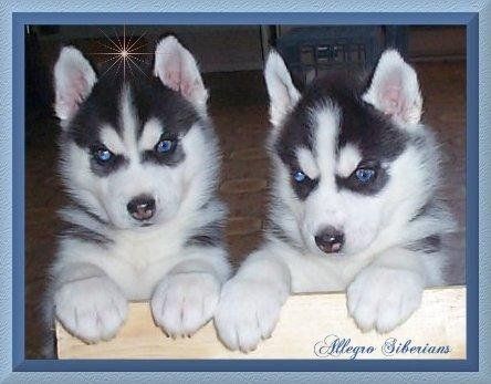 Detail Anak Anjing Siberian Husky Nomer 39