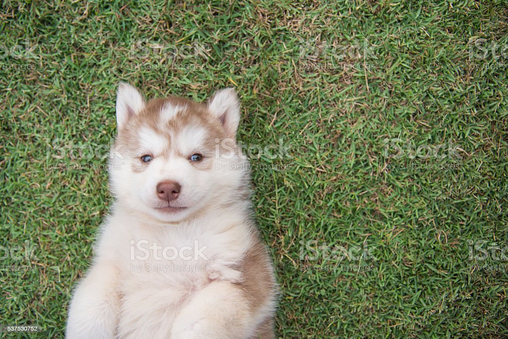 Detail Anak Anjing Siberian Husky Nomer 41