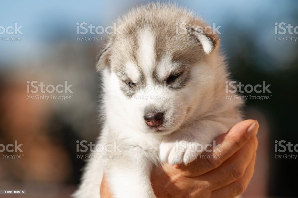 Detail Anak Anjing Siberian Husky Nomer 42