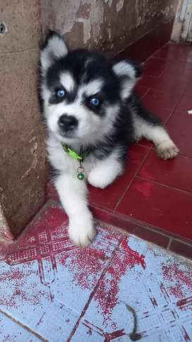 Detail Anak Anjing Siberian Husky Nomer 44