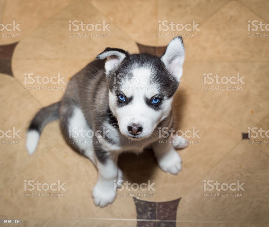 Detail Anak Anjing Siberian Husky Nomer 46