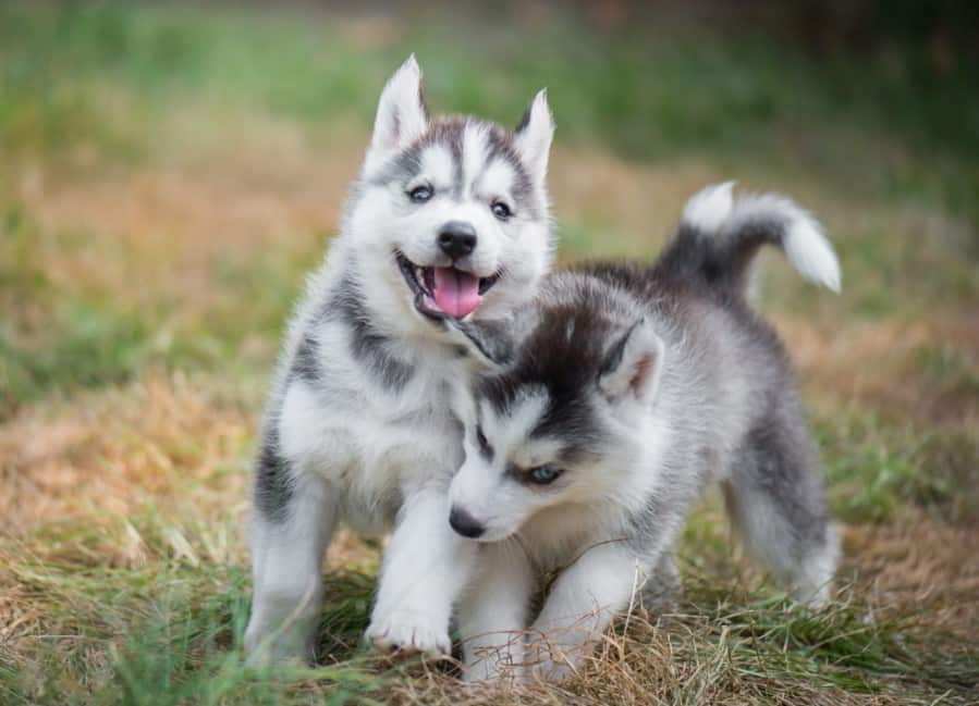 Detail Anak Anjing Siberian Husky Nomer 5