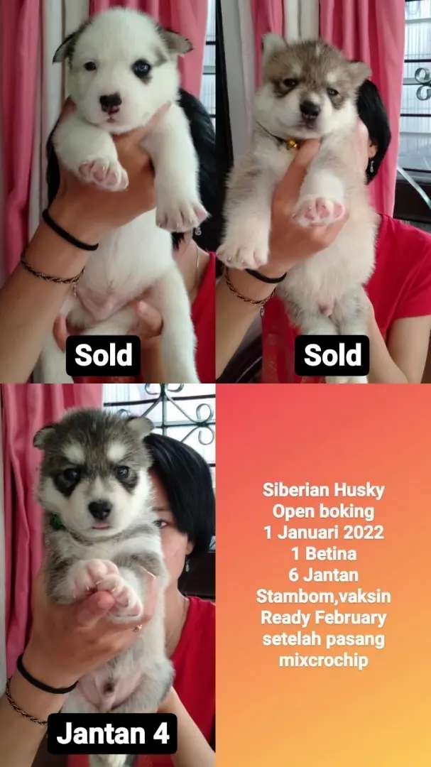 Detail Anak Anjing Siberian Husky Nomer 47