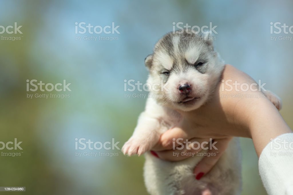 Detail Anak Anjing Siberian Husky Nomer 49